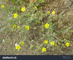 Image result for Potentilla argentea