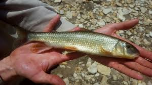 Image result for Moxostoma duquesnei