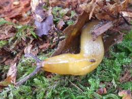 Attēlu rezultāti vaicājumam “Malacolimax tenellus”