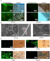 Attēlu rezultāti vaicājumam “Cordyceps farinosa”