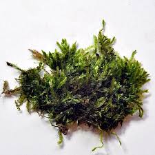 Attēlu rezultāti vaicājumam “Taxiphyllum wissgrillii”