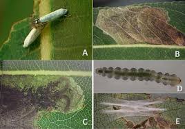 Attēlu rezultāti vaicājumam “Lyonetiidae”