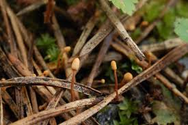 Attēlu rezultāti vaicājumam “Heyderia abietis”