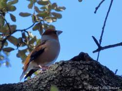 Attēlu rezultāti vaicājumam “Coccothraustes coccothraustes adult”