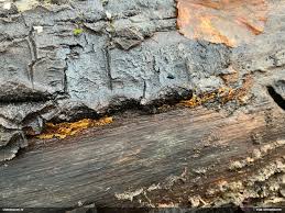 Attēlu rezultāti vaicājumam “Oligonema persimile sessile”