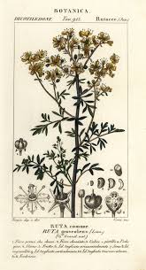 Image result for Ruta graveolens