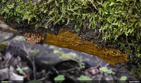 Attēlu rezultāti vaicājumam “Badhamia capsulifera sessile”