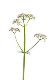 Attēlu rezultāti vaicājumam “Valeriana officinalis”