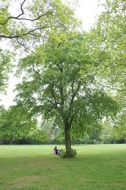 Attēlu rezultāti vaicājumam “Tilia americana”