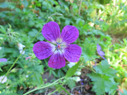 Attēlu rezultāti vaicājumam “Geranium palustre flower”
