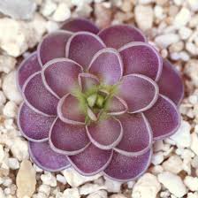 Attēlu rezultāti vaicājumam “Pinguicula vulgaris fruit”