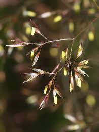 Attēlu rezultāti vaicājumam “Agrostis canina”