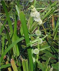 Attēlu rezultāti vaicājumam “Sparganium minimum leaf”