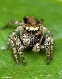 Attēlu rezultāti vaicājumam “Evarcha falcata female”