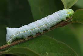 Attēlu rezultāti vaicājumam “Amphipyra pyramidea”