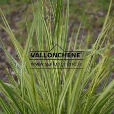 Attēlu rezultāti vaicājumam “Molinia caerulea leaf”