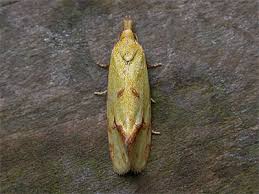 Attēlu rezultāti vaicājumam “Agapeta hamana”