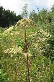 Attēlu rezultāti vaicājumam “Angelica palustris flower”