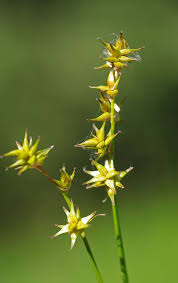 Attēlu rezultāti vaicājumam “Carex echinata”