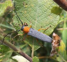 Attēlu rezultāti vaicājumam “Oberea oculata”