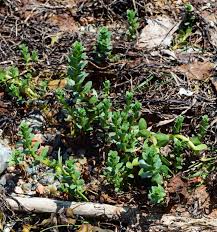 Attēlu rezultāti vaicājumam “Glaux maritima”