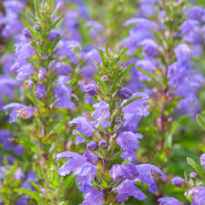 Image result for Dracocephalum moldavicum