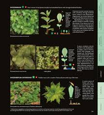 Attēlu rezultāti vaicājumam “Pseudobryum cinclidioides cells”