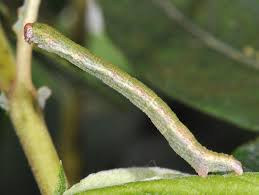 Attēlu rezultāti vaicājumam “Cyclophora pendularia”