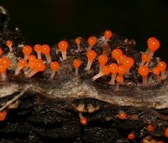 Attēlu rezultāti vaicājumam “Physarum luteolum sessile”