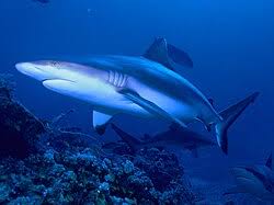 Image result for Carcharhinus albimarginatus