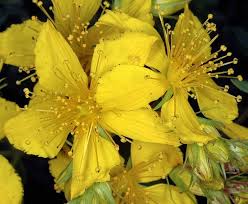 Attēlu rezultāti vaicājumam “Hypericum perforatum bud”