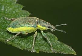 Attēlu rezultāti vaicājumam “Chlorophanus viridis”