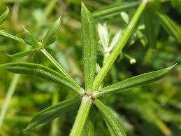 Attēlu rezultāti vaicājumam “Galium uliginosum”