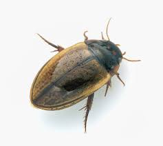 Attēlu rezultāti vaicājumam “Dytiscidae”