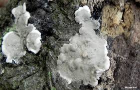 Attēlu rezultāti vaicājumam “Kretzschmaria deusta”