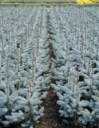 Attēlu rezultāti vaicājumam “Picea pungens”