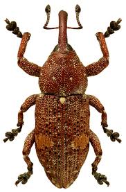 Attēlu rezultāti vaicājumam “Pissodes piniphilus”