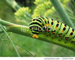 Attēlu rezultāti vaicājumam “Papilio machaon larva”