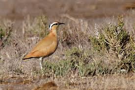 Image result for Cursorius cursor