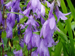 Image result for Campanula rapunculoides