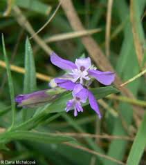 Attēlu rezultāti vaicājumam “Polygala vulgaris leaf”