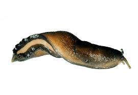 Attēlu rezultāti vaicājumam “Limax cinereoniger”