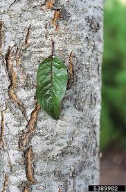 Attēlu rezultāti vaicājumam “Prunus cerasifera var. divaricata bud”