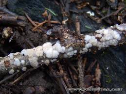 Attēlu rezultāti vaicājumam “Exidia thuretiana”