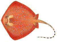 Image result for Dasyatis chrysonota