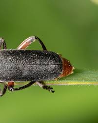 Attēlu rezultāti vaicājumam “Cantharis rustica”