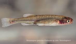 Image result for Pseudomyxus capensis