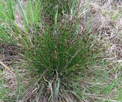 Attēlu rezultāti vaicājumam “Schoenus ferrugineus flower”