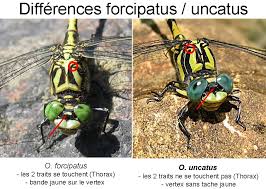 Attēlu rezultāti vaicājumam “Onychogomphus forcipatus”