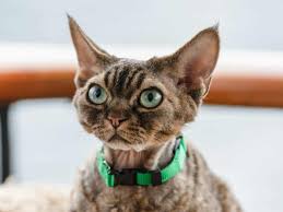 Image result for Wild Cards